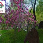 جاذبه های گردشگری ایروان