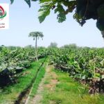 بازدید از باغ میوه های استوایی با تور چابهار
