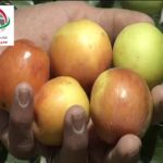 بازدید از باغ میوه های استوایی با تور چابهار