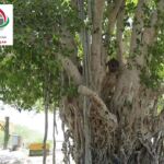 درخت کهن سال مکر زن چابهار