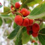 introducing-chabahar-ancient-woman-year-4
