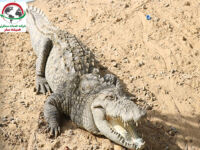 Gandu's crocodile patrol the Chabahar tour