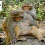 He was visiting his monkey forest