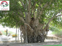 درخت مکرزن چابهار