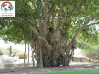 درخت انجیر معابد